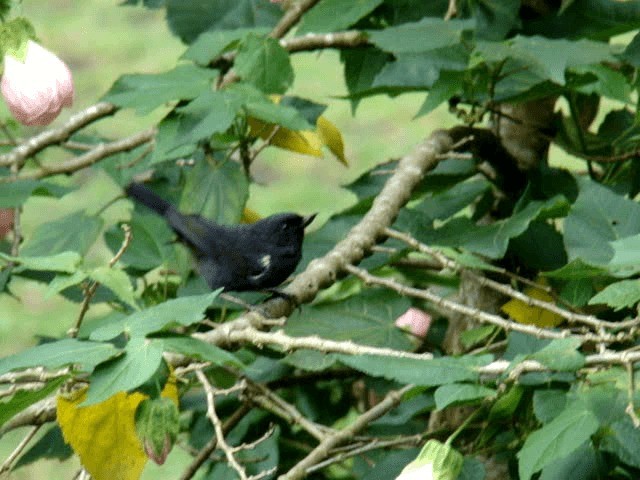 White-sided Flowerpiercer - ML201936941