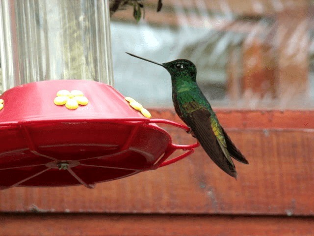 Goldbauchkolibri - ML201936951