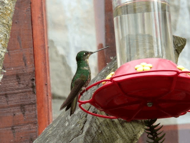 Golden-bellied Starfrontlet - ML201936991