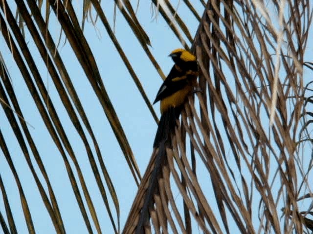 Spot-breasted Oriole - ML201937041