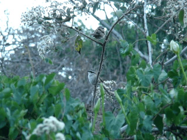 Stripe-headed Sparrow - ML201937061