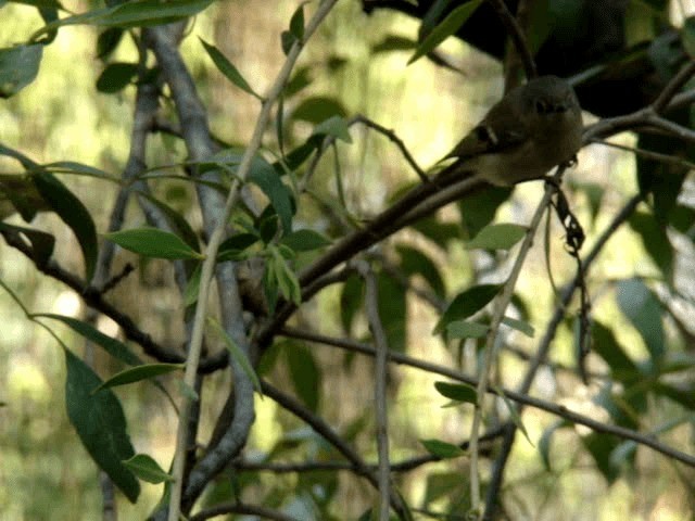 Ruby-crowned Kinglet - ML201937081