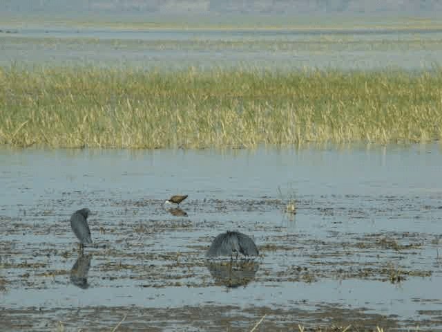 Aigrette ardoisée - ML201937091