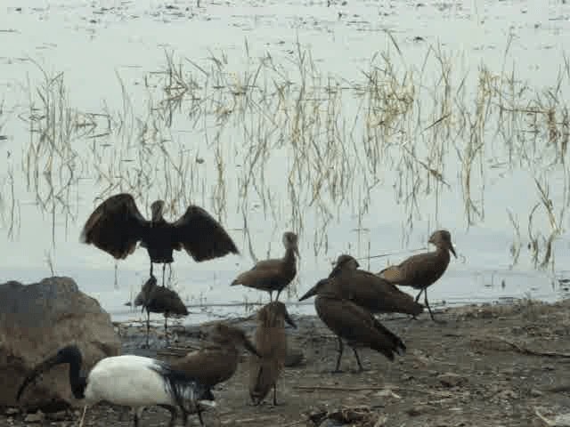 Hamerkop - ML201937121