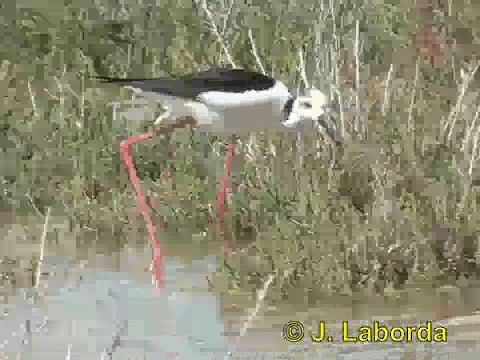 Black-winged Stilt - ML201937211