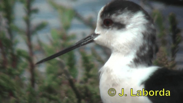 Échasse blanche - ML201937221