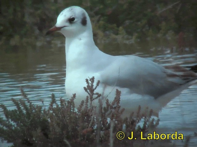Mouette rieuse - ML201937241