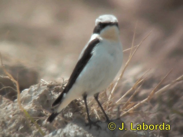 Northern Wheatear (Eurasian) - ML201937271