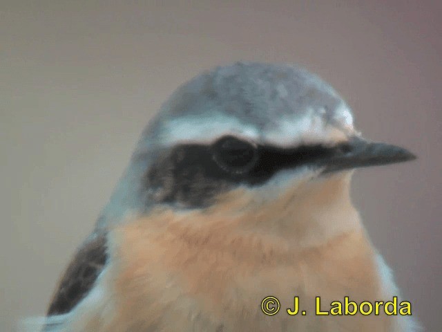 Northern Wheatear (Eurasian) - ML201937281