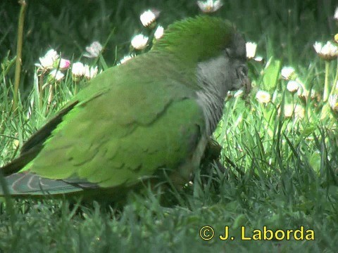 Monk Parakeet (Monk) - ML201937311