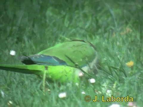 Monk Parakeet (Monk) - ML201937321