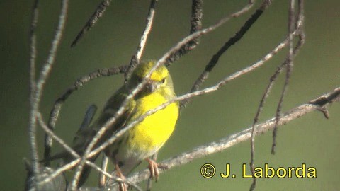 European Serin - ML201937331