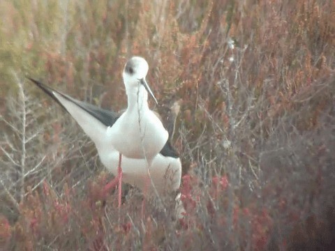 Black-winged Stilt - ML201937371