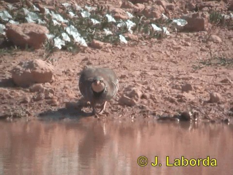 Red-legged Partridge - ML201937521