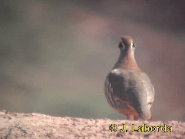 Red-legged Partridge - ML201937541