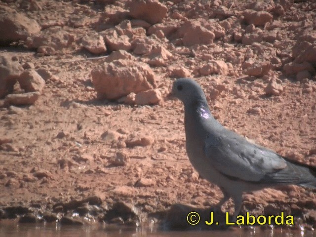 Pigeon colombin - ML201937561