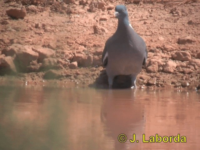Pigeon ramier (groupe palumbus) - ML201937581