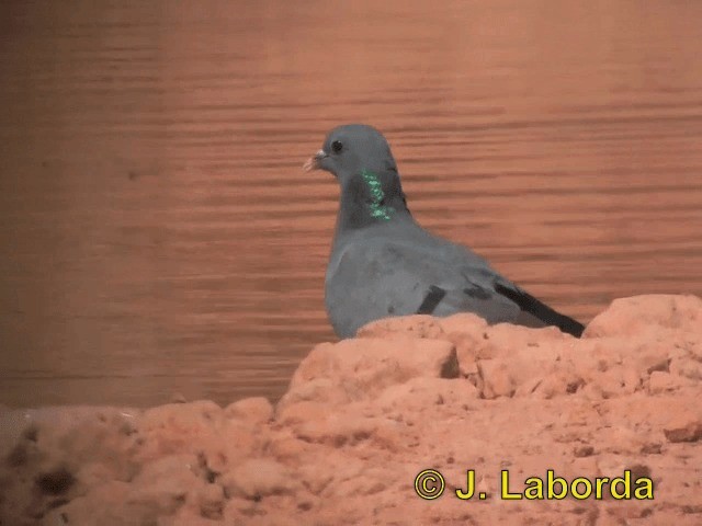 Pigeon colombin - ML201937651