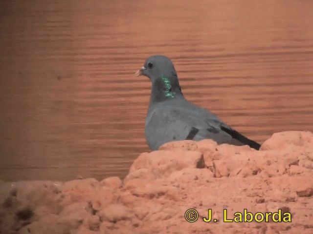 Stock Dove - ML201937651