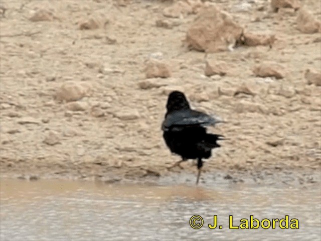 Chova Piquirroja (grupo pyrrhocorax) - ML201937661