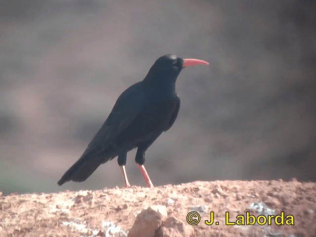 Belatxinga mokogorria [pyrrhocorax Taldekoa] - ML201937751