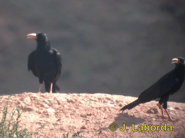 Alpenkrähe [pyrrhocorax-Gruppe] - ML201937781