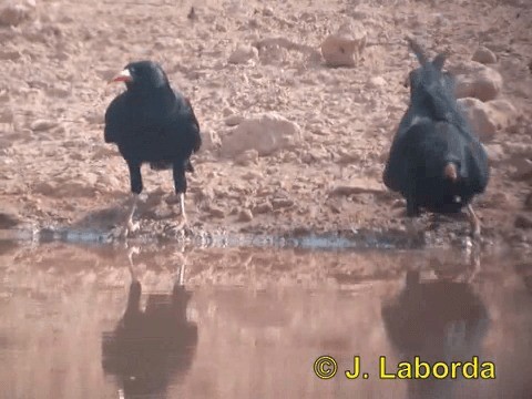 Red-billed Chough (Red-billed) - ML201937811