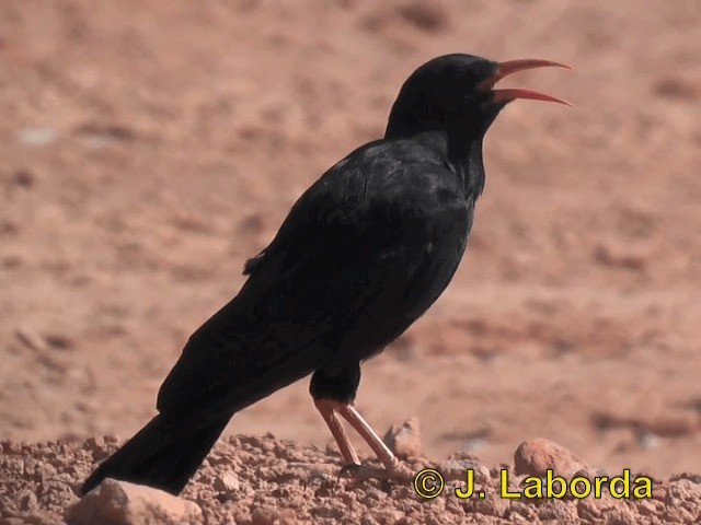 Kırmızı Gagalı Dağ Kargası [pyrrhocorax grubu] - ML201937831