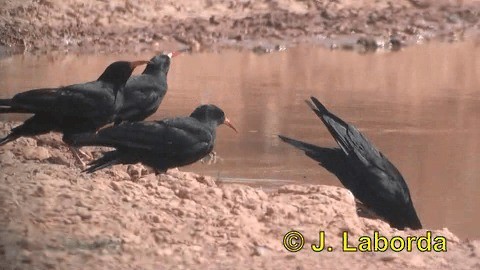 Red-billed Chough (Red-billed) - ML201937851