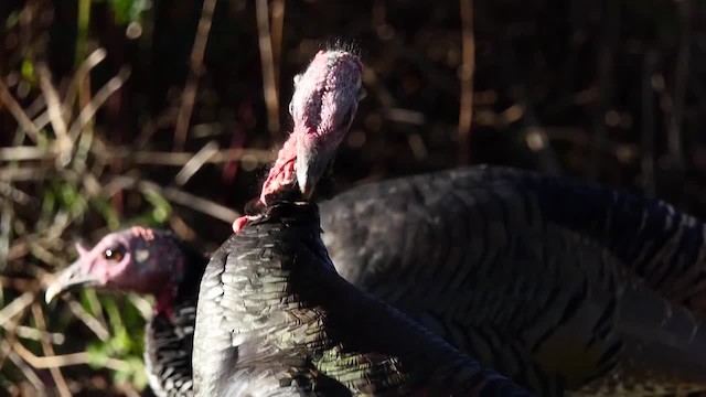 Wild Turkey - ML201937881