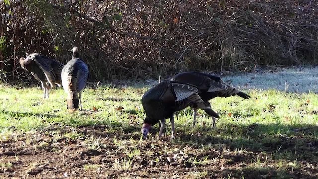 Wild Turkey - ML201937891