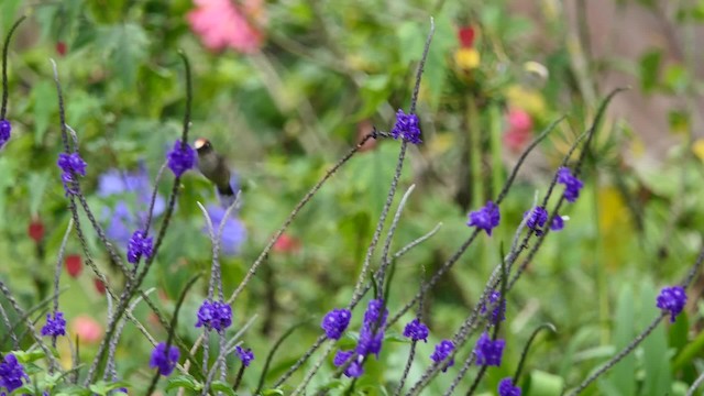 Colibrí Florido de Tolima - ML201937901