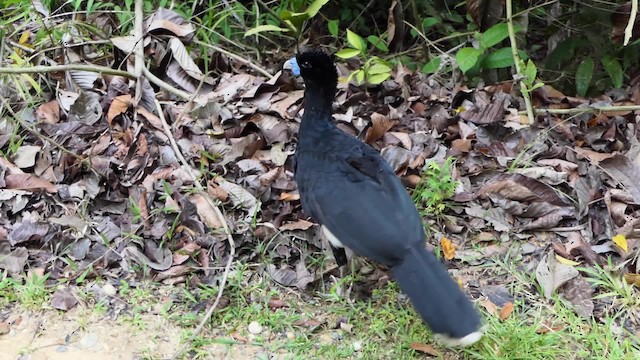 Blue-billed Curassow - ML201937931