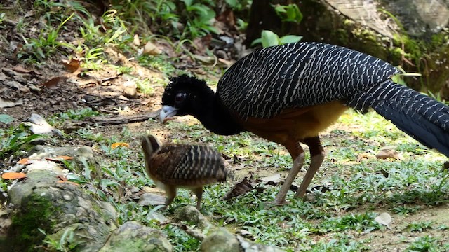 Blue-billed Curassow - ML201937941