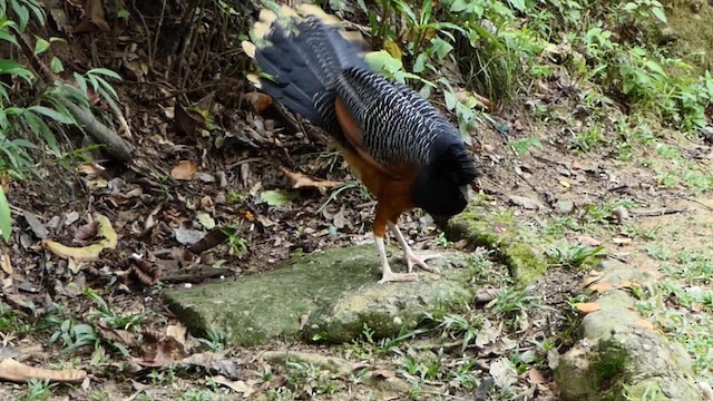 Blue-billed Curassow - ML201937951