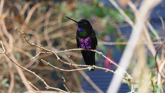 Inca Ventrivioleta - ML201938001