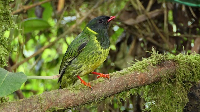 Cotinga vert et noir (groupe riefferii) - ML201938031