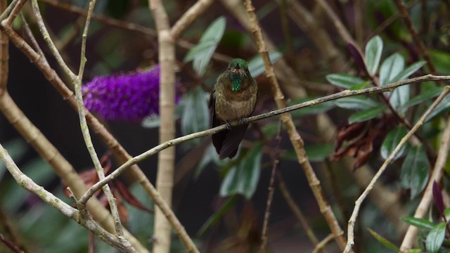 Métallure émeraude (tyrianthina/quitensis) - ML201938061