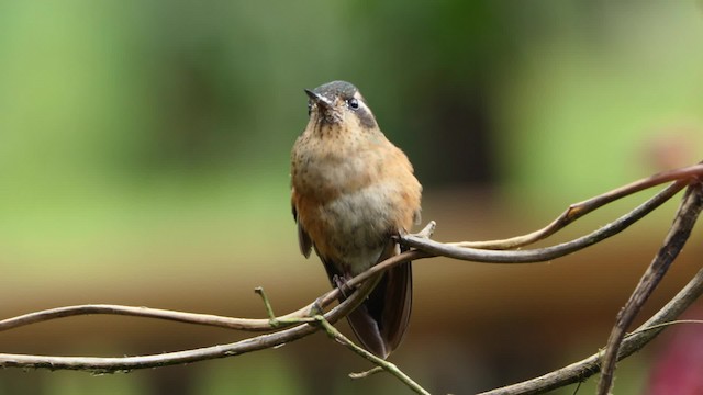Colibri moucheté (groupe melanogenys) - ML201938121