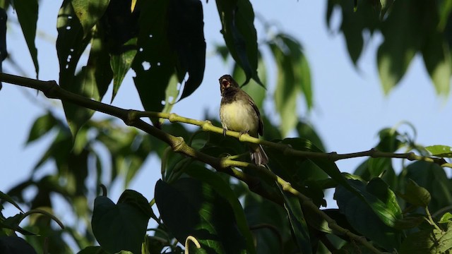 Yellow-bellied Seedeater - ML201938161