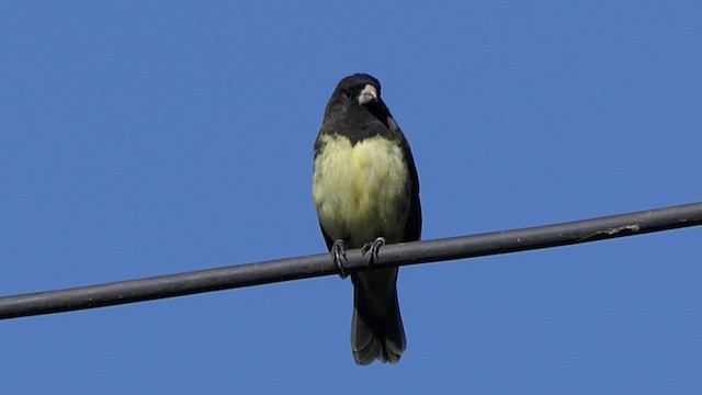Yellow-bellied Seedeater - ML201938171