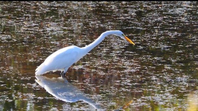 Grande Aigrette (egretta) - ML201938201