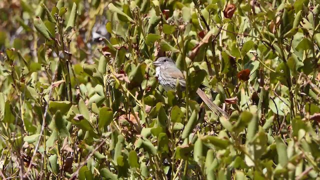 Fox Sparrow (Thick-billed) - ML201938211