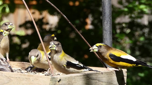 Evening Grosbeak - ML201938231