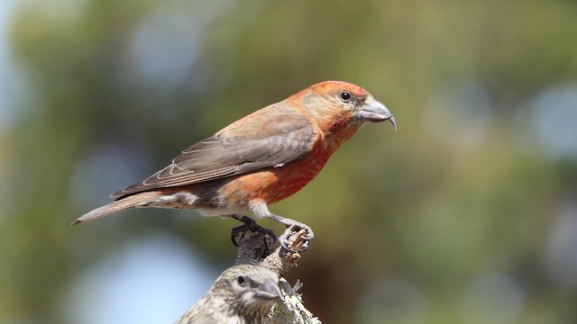 Bec-croisé des sapins - ML201938261