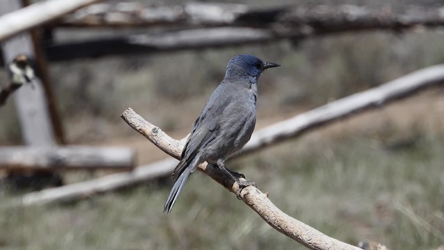 Pinyon Jay - ML201938271