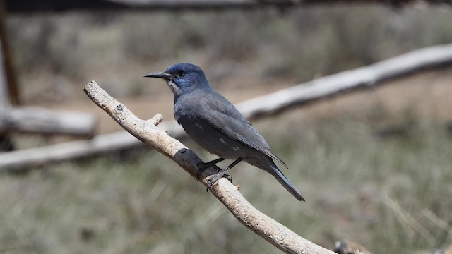 Pinyon Jay - ML201938281