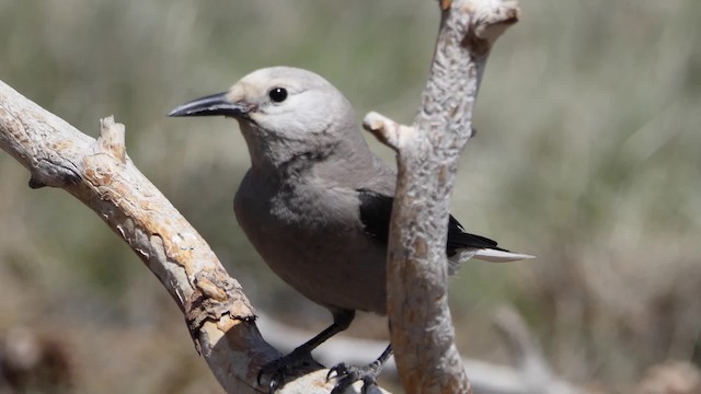 Clark's Nutcracker - ML201938291