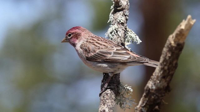 Cassin's Finch - ML201938321