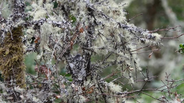 Blue-gray Gnatcatcher (obscura Group) - ML201938331